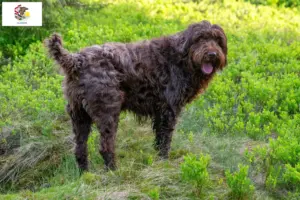 Read more about the article Poodle pointer breeders and puppies in Illinois