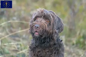 Read more about the article Poodle pointer breeders and puppies in Indiana