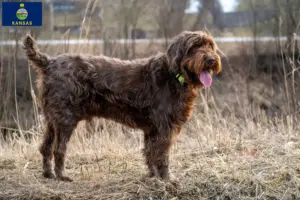 Read more about the article Poodle pointer breeders and puppies in Kansas