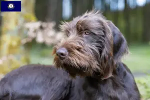 Read more about the article Pudelpointer breeders and puppies in Kentucky