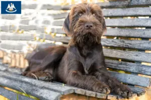 Read more about the article Poodle pointer breeders and puppies in Louisiana