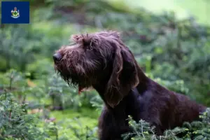 Read more about the article Pudelpointer breeders and puppies in Maine