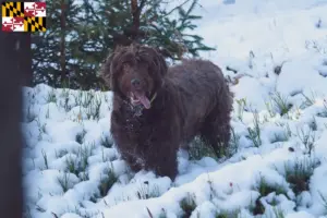 Read more about the article Poodle pointer breeders and puppies in Maryland