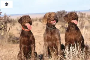 Read more about the article Poodle pointer breeders and puppies in Massachusetts