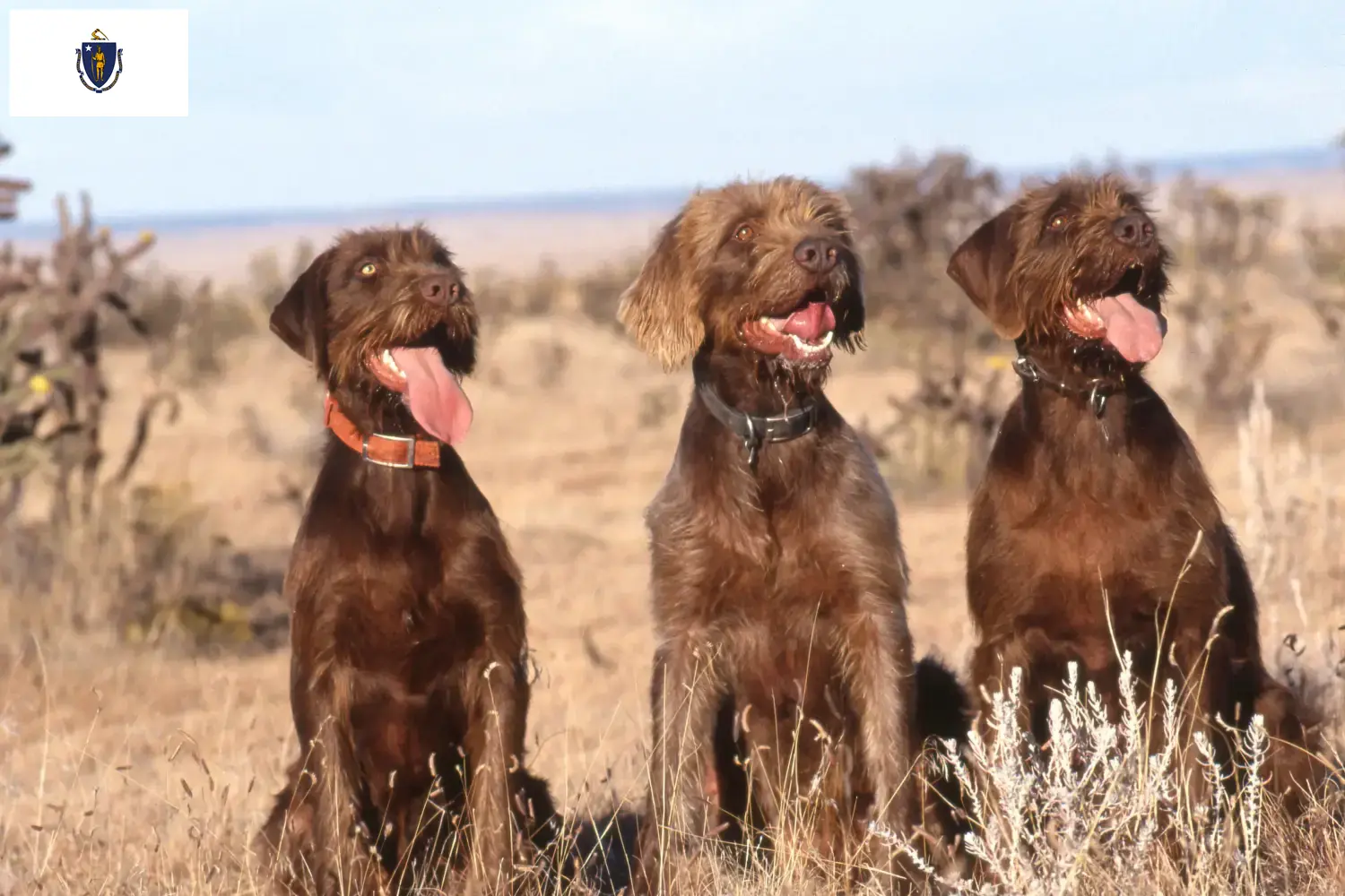 Poodle pointer puppies and breeders Massachusetts Find Pudelpointer breeders in Massachusetts.