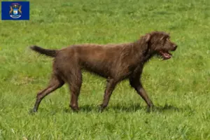 Read more about the article Poodle pointer breeders and puppies in Michigan