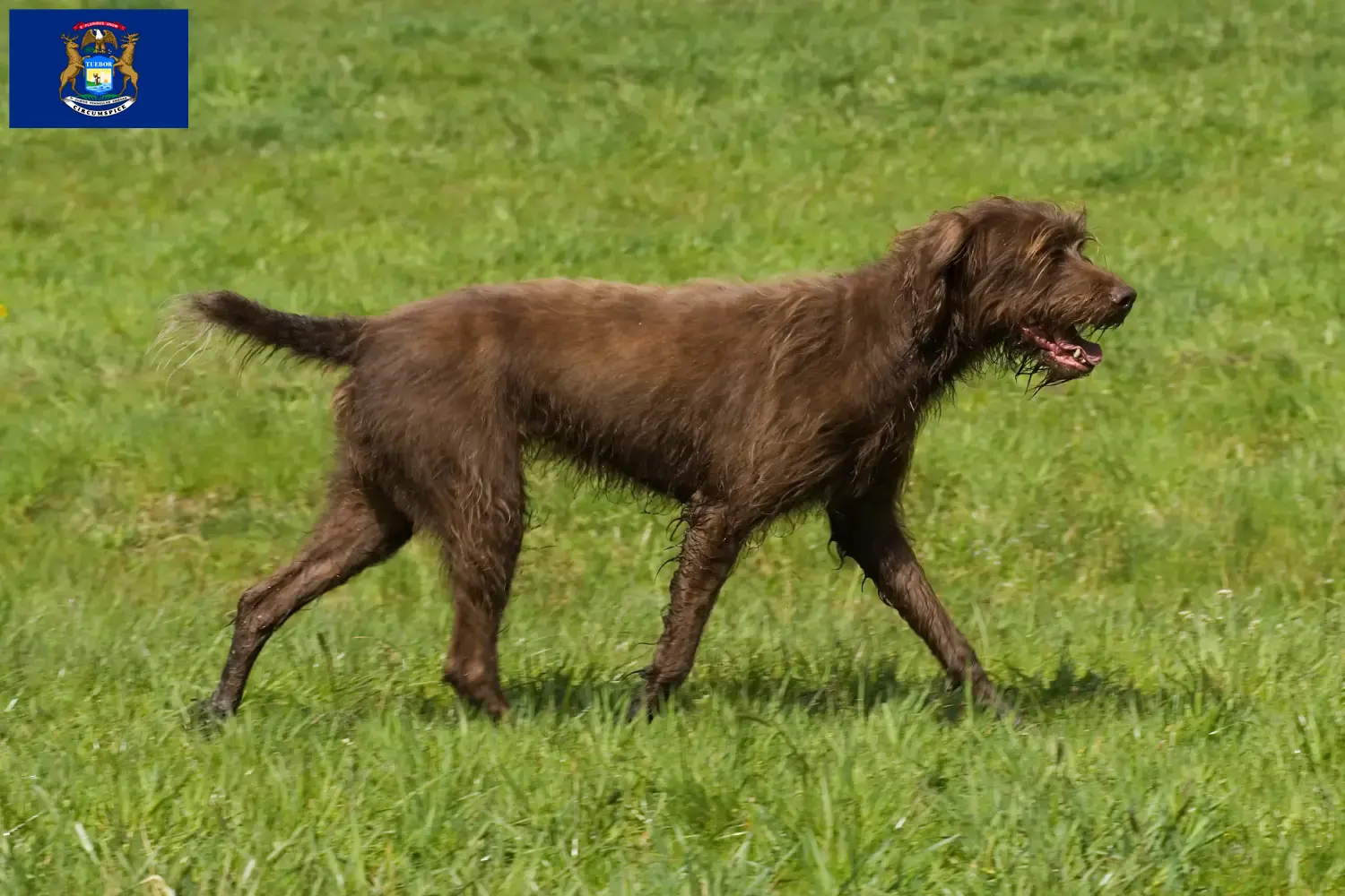 Poodle pointer puppies and breeders Michigan Find Pudelpointer breeders in Michigan.