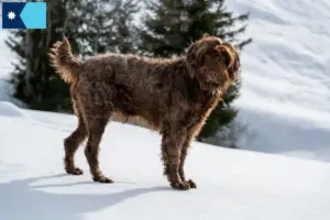 Read more about the article Poodle pointer breeders and puppies in Minnesota