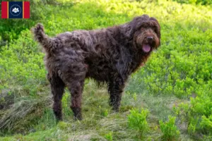 Read more about the article Poodle pointer breeders and puppies in Mississippi