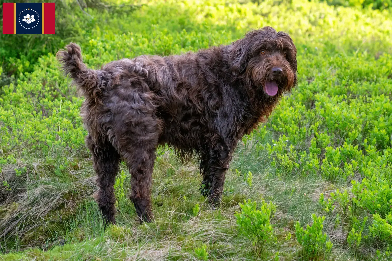 Poodlepointer puppies and breeder Mississippi Find Poodle Pointer breeders in Mississippi.