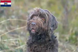 Read more about the article Poodle pointer breeders and puppies in Missouri