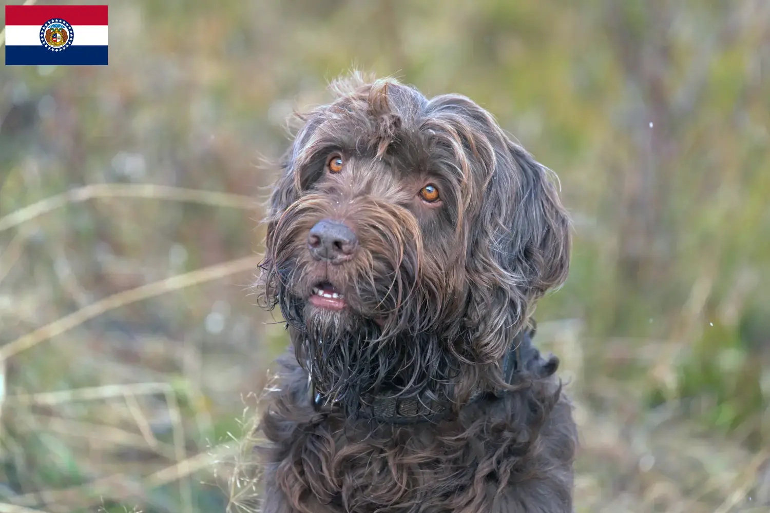 Poodlepointer puppies and breeder Missouri Find Pudelpointer breeders in Missouri.