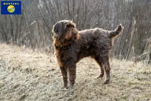 Read more about the article Poodle pointer breeders and puppies in Montana