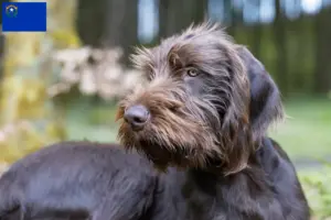 Read more about the article Poodle pointer breeders and puppies in Nevada