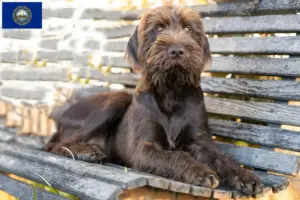 Read more about the article Poodle pointer breeders and puppies in New Hampshire