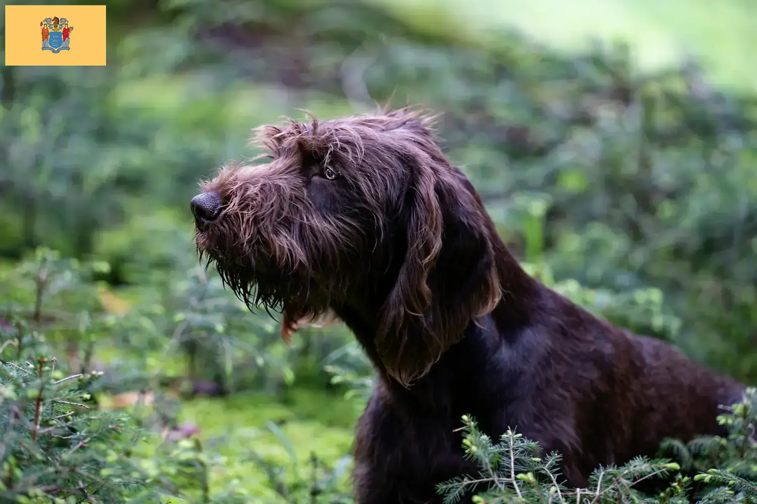 Poodle pointer puppies and breeders New Jersey Find Pudelpointer breeders in New Jersey.