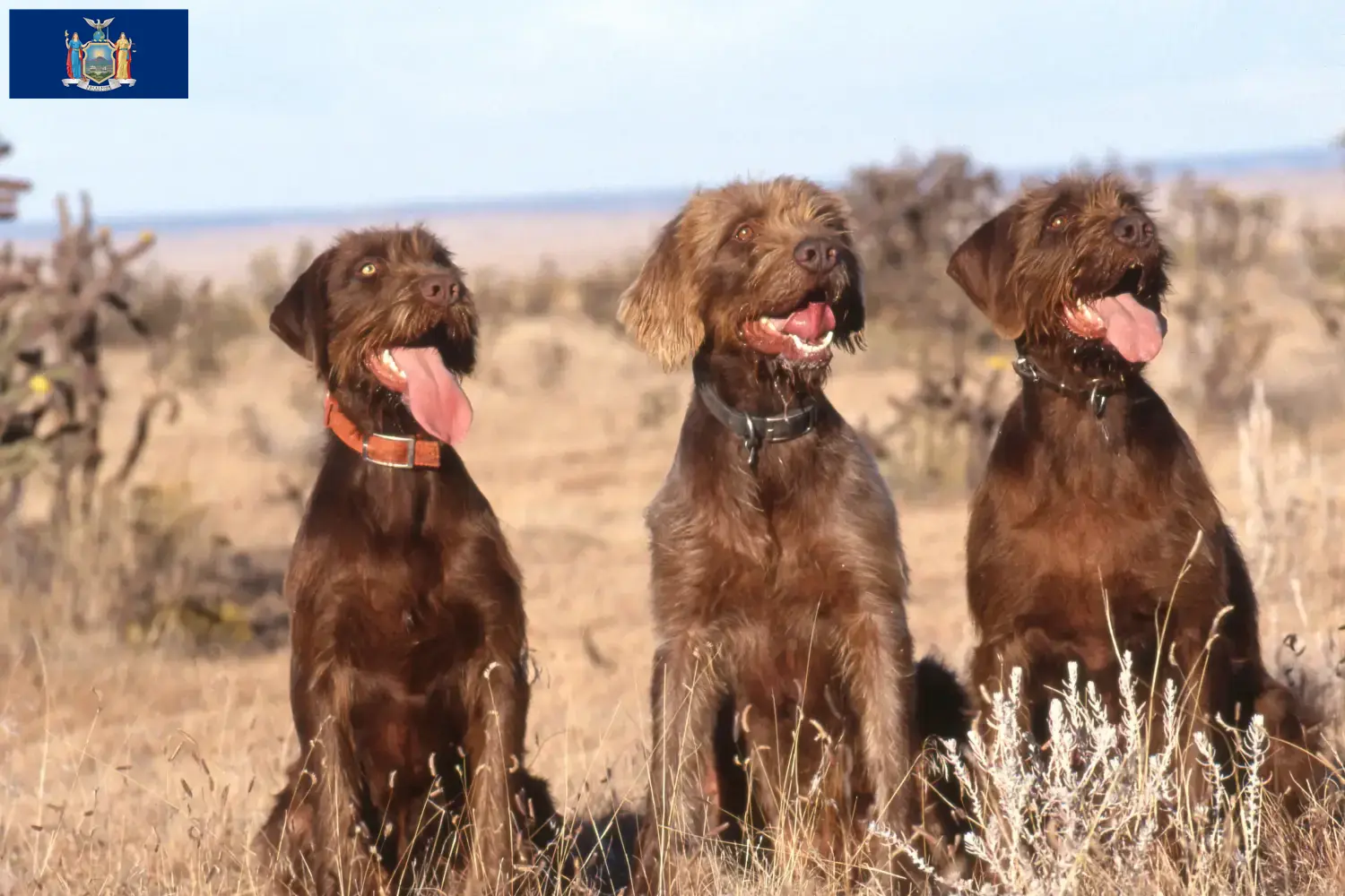 Read more about the article Poodle pointer breeders and puppies in New York