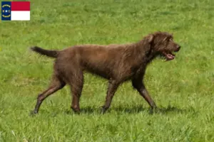 Read more about the article Poodle pointer breeders and puppies in North Carolina