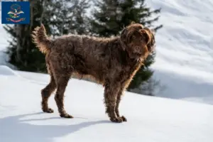 Read more about the article Poodle pointer breeders and puppies in North Dakota
