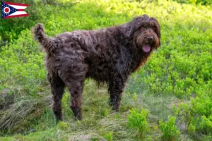 Read more about the article Poodle pointer breeders and puppies in Ohio