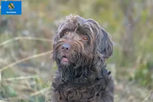 Read more about the article Poodle pointer breeders and puppies in Oklahoma
