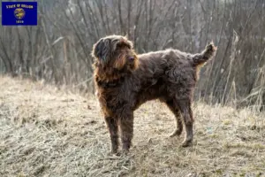 Read more about the article Pudelpointer breeders and puppies in Oregon