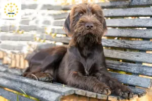 Read more about the article Poodle pointer breeders and puppies in Rhode Island