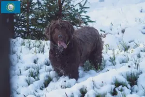 Read more about the article Poodle pointer breeders and puppies in South Dakota