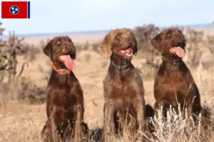 Read more about the article Poodle pointer breeders and puppies in Tennessee
