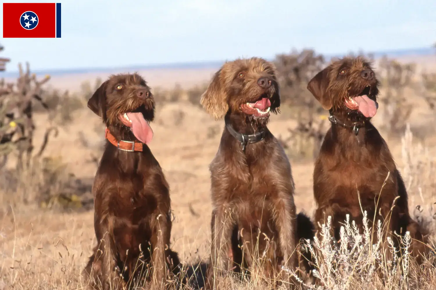Poodlepointer puppies and breeder Tennessee Find Pudelpointer breeders in Tennessee.