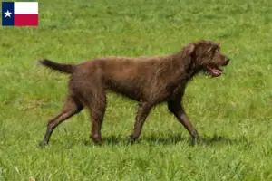 Read more about the article Poodle pointer breeders and puppies in Texas
