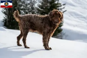Read more about the article Pudelpointer breeders and puppies in Utah