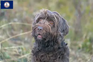 Read more about the article Poodle pointer breeders and puppies in Virginia