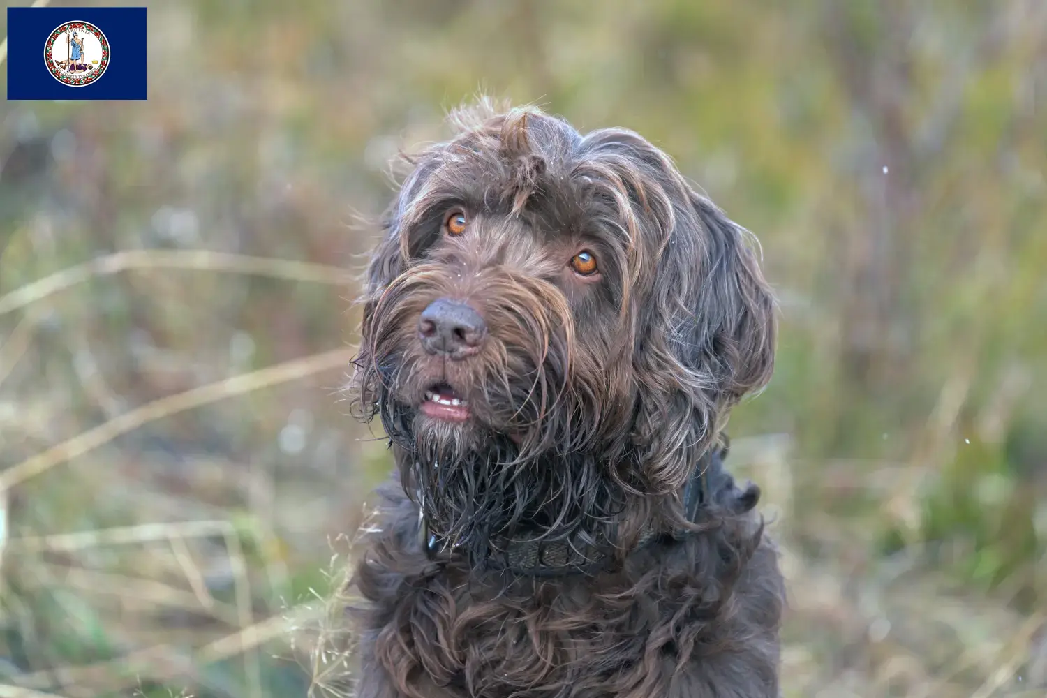 Pudelpointer puppies and breeder Virginia Find Pudelpointer breeders in Virginia.
