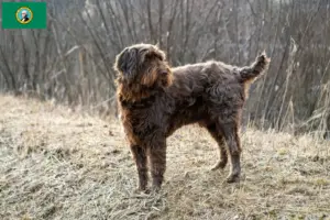Read more about the article Poodle pointer breeders and puppies in Washington