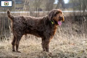 Read more about the article Poodle pointer breeders and puppies in West Virginia