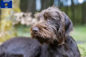 Read more about the article Poodle pointer breeders and puppies in Wisconsin