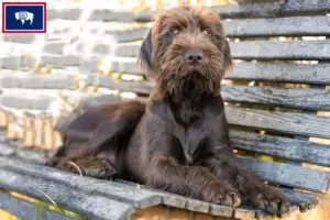 Read more about the article Pudelpointer breeders and puppies in Wyoming