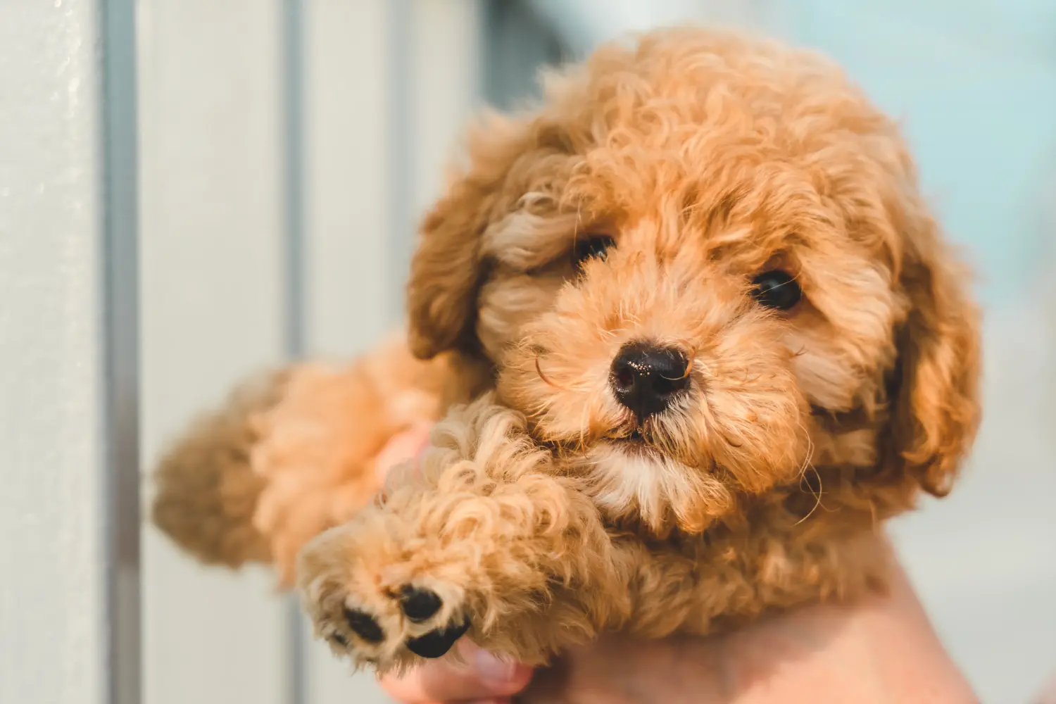 Buying a poodle puppy means taking responsibility! Buy poodle puppies.