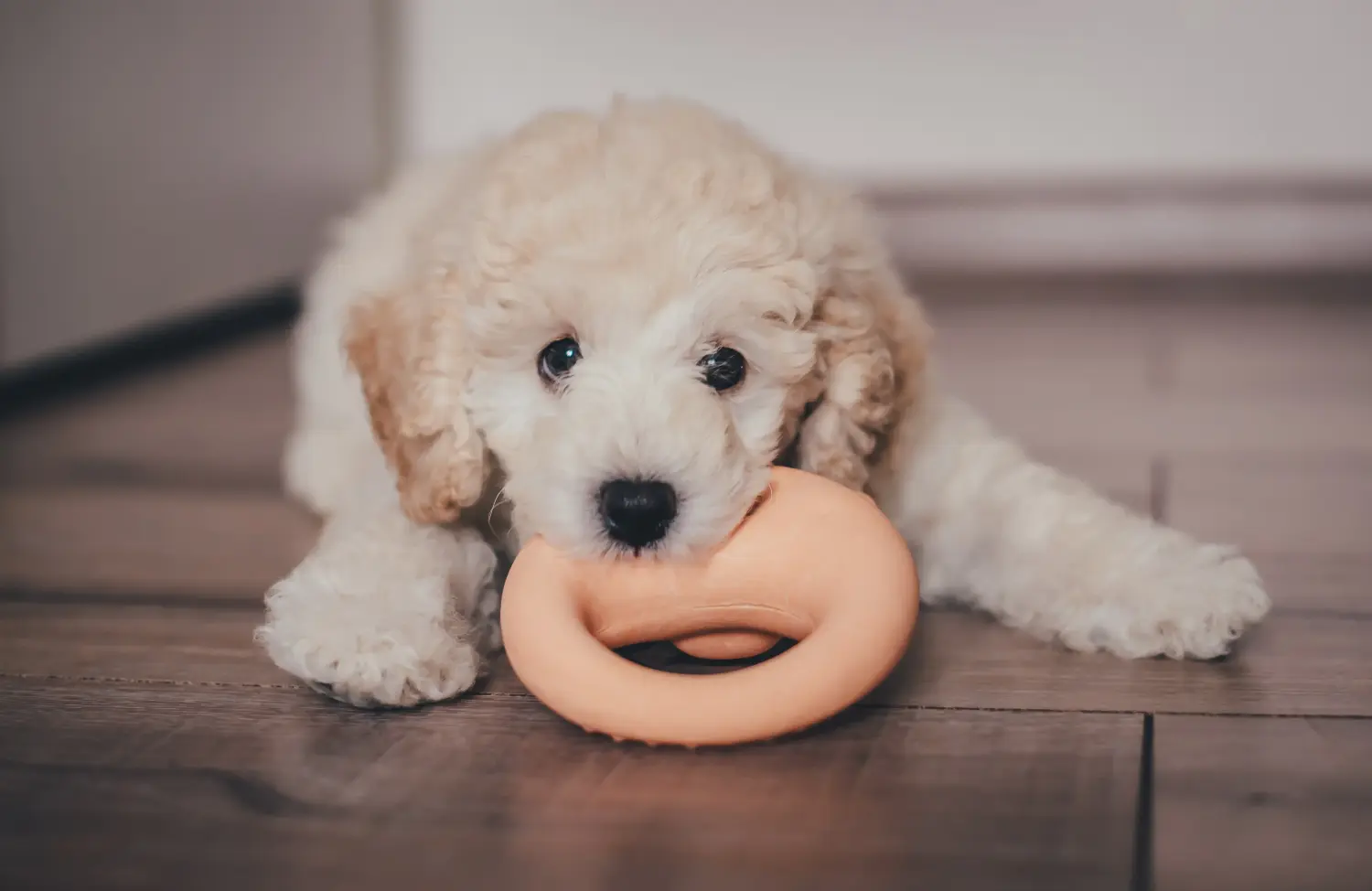 Buying a poodle puppy means taking responsibility! Buy poodle puppies.