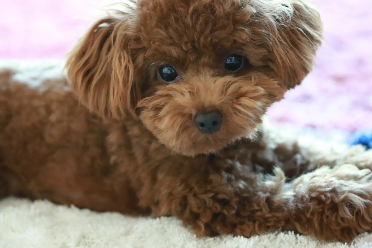Buying a poodle puppy means taking responsibility! Buy poodle puppies.
