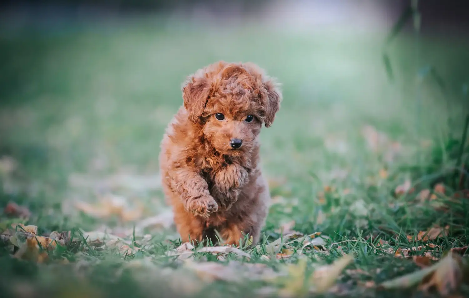 Buying a poodle puppy means taking responsibility! Buy poodle puppies.
