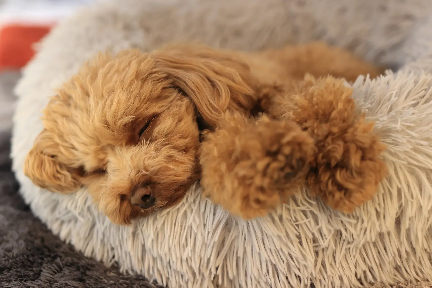 Buying a poodle puppy means taking responsibility! Buy poodle puppies.
