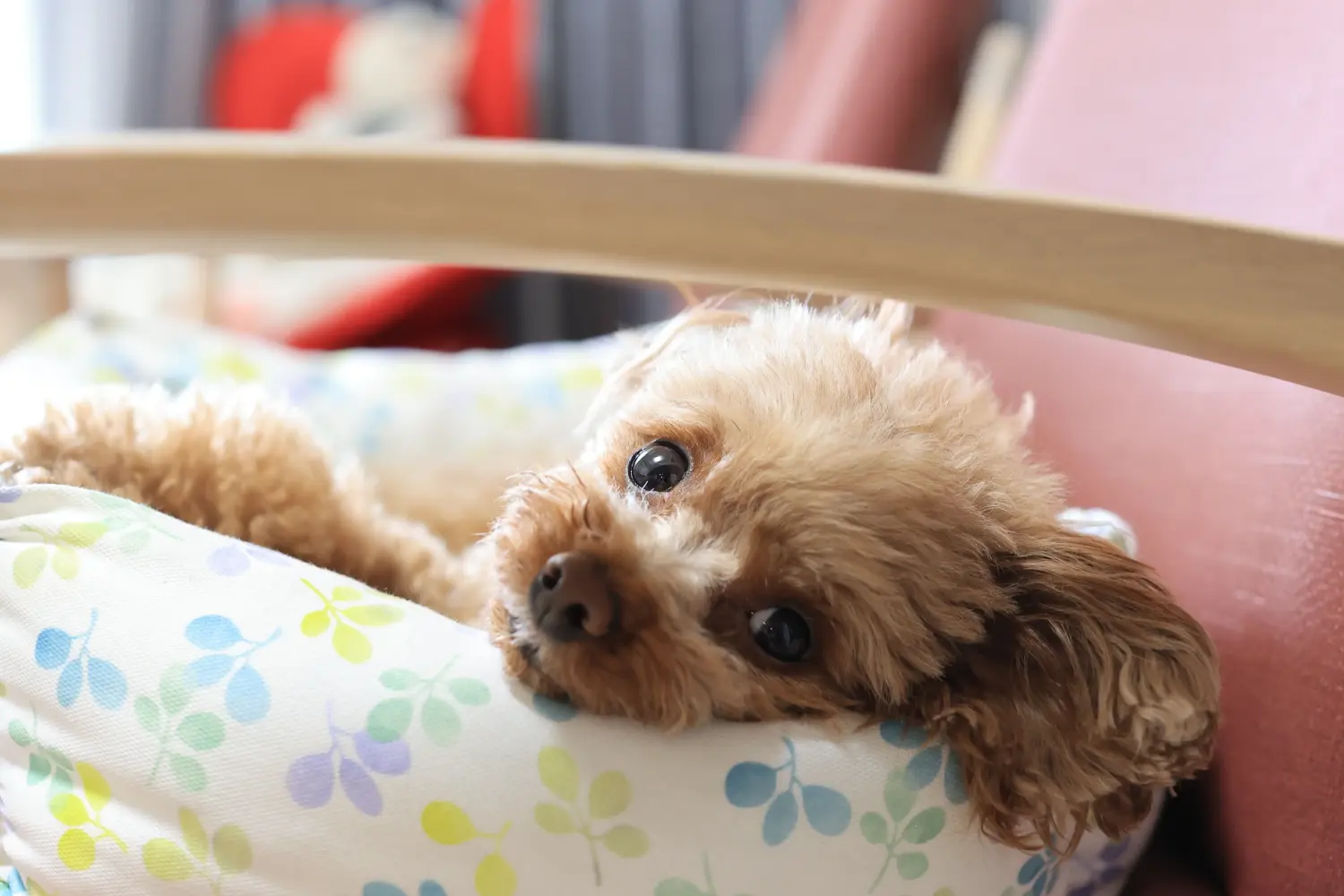 Buying a poodle puppy means taking responsibility! Buy poodle puppies.