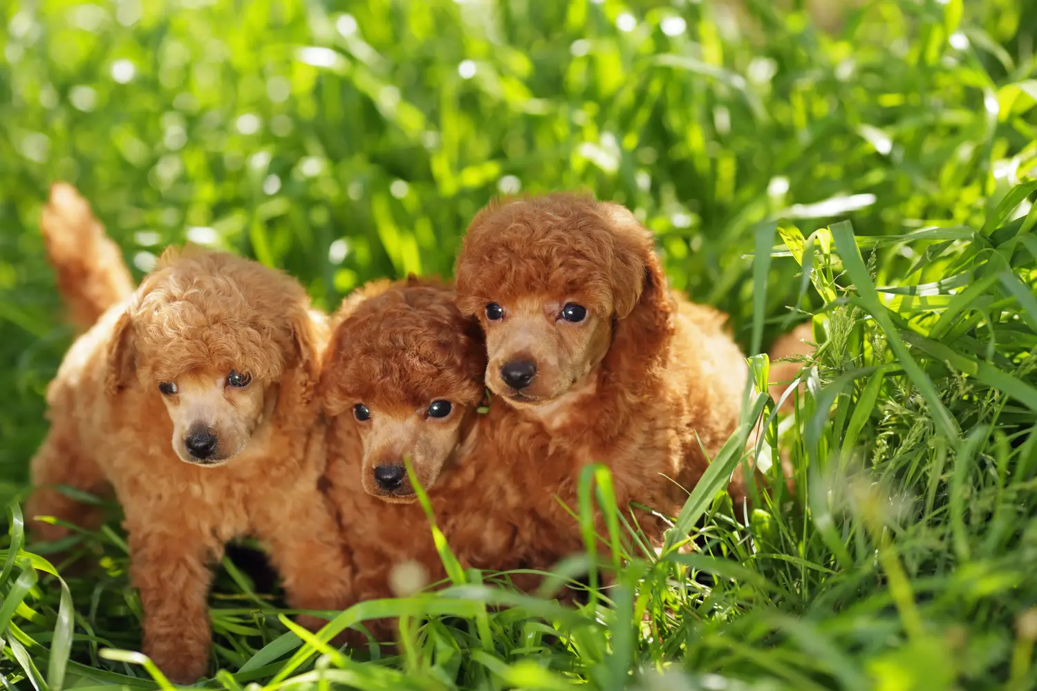 Buying a poodle puppy means taking responsibility! Buy poodle puppies.
