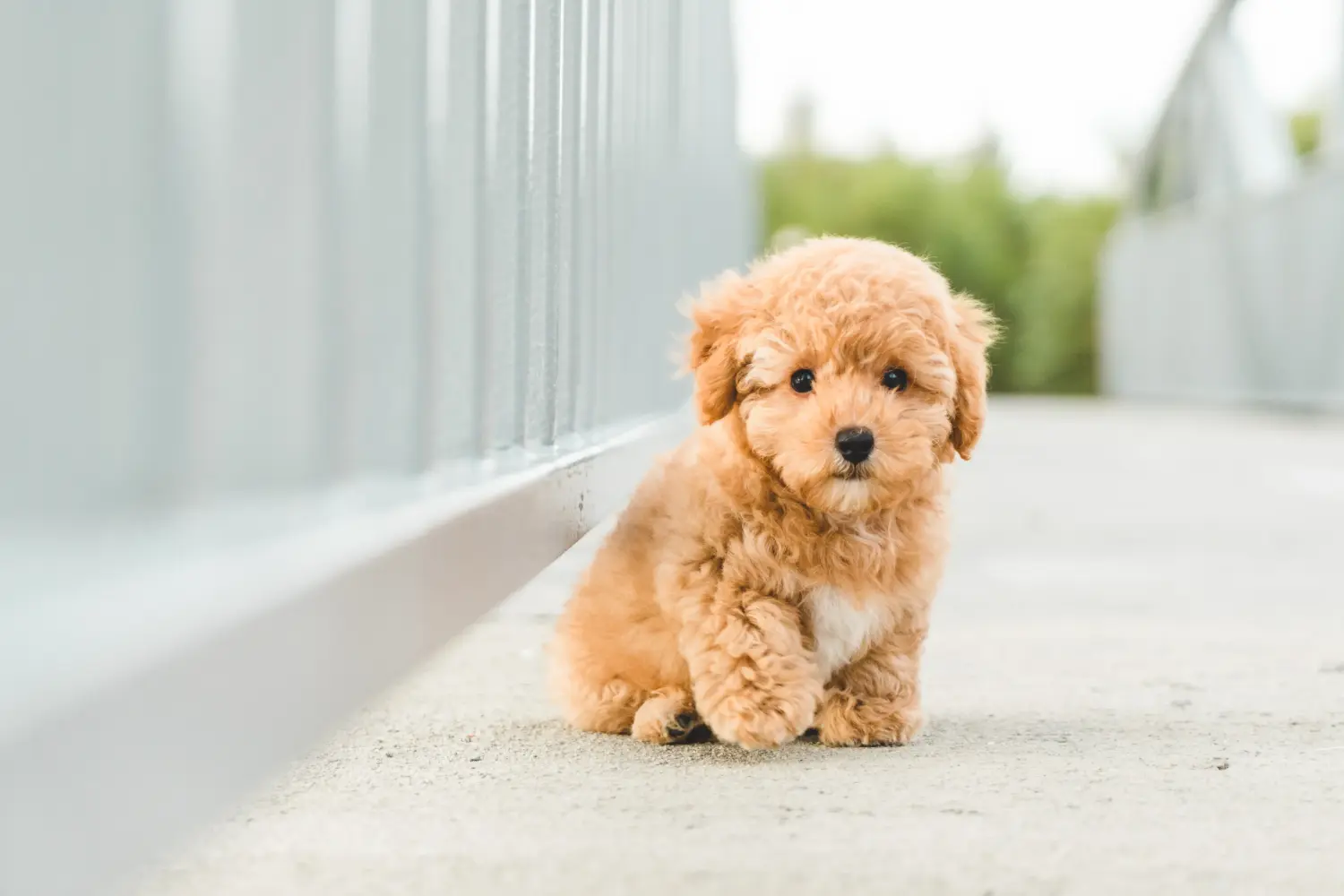 Buying a poodle puppy means taking responsibility! Buy poodle puppies.