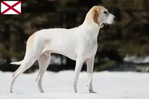 Read more about the article Porcelaine breeders and puppies in Alabama