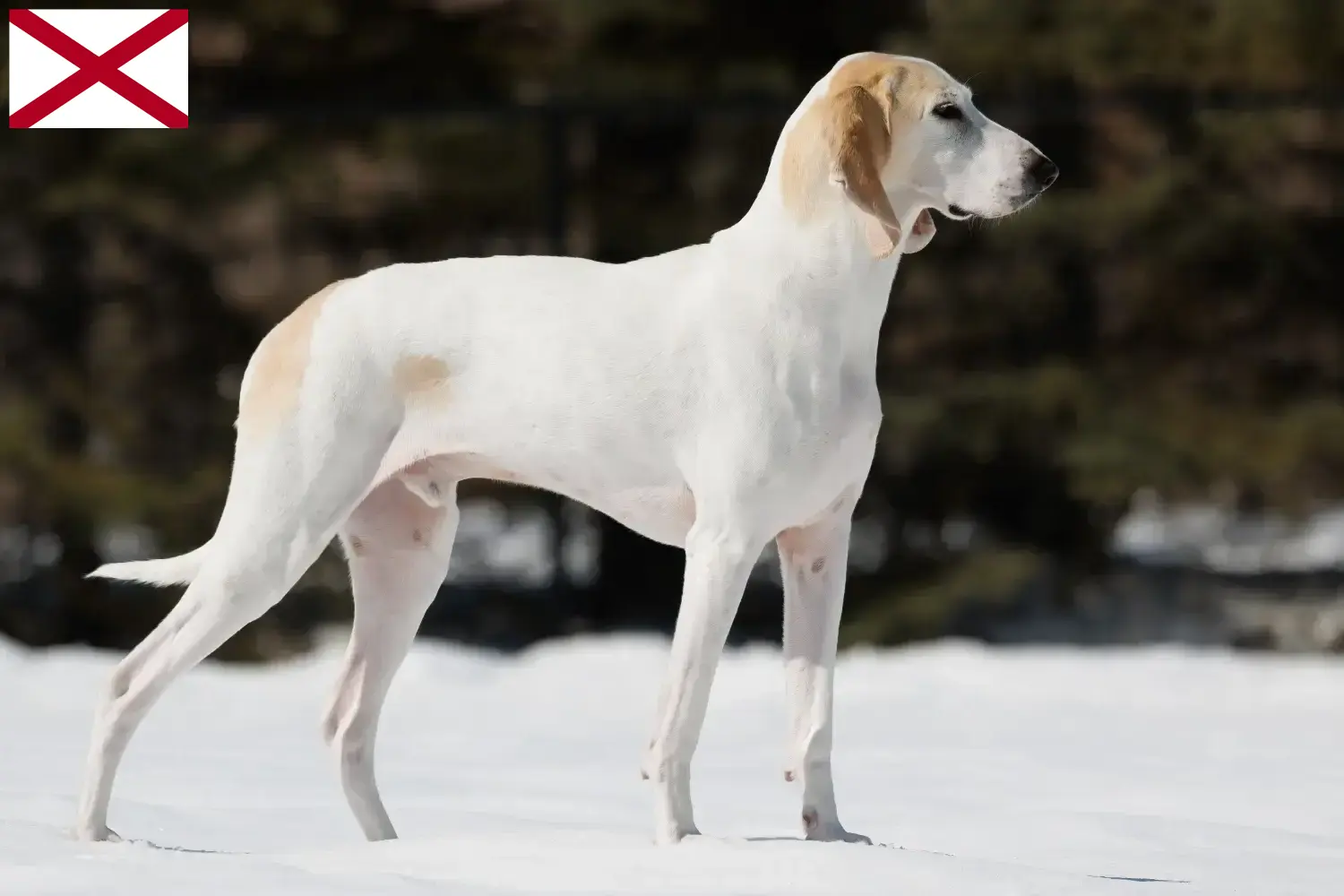 Read more about the article Porcelaine breeders and puppies in Alabama
