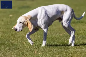 Read more about the article Porcelaine breeders and puppies in Alaska