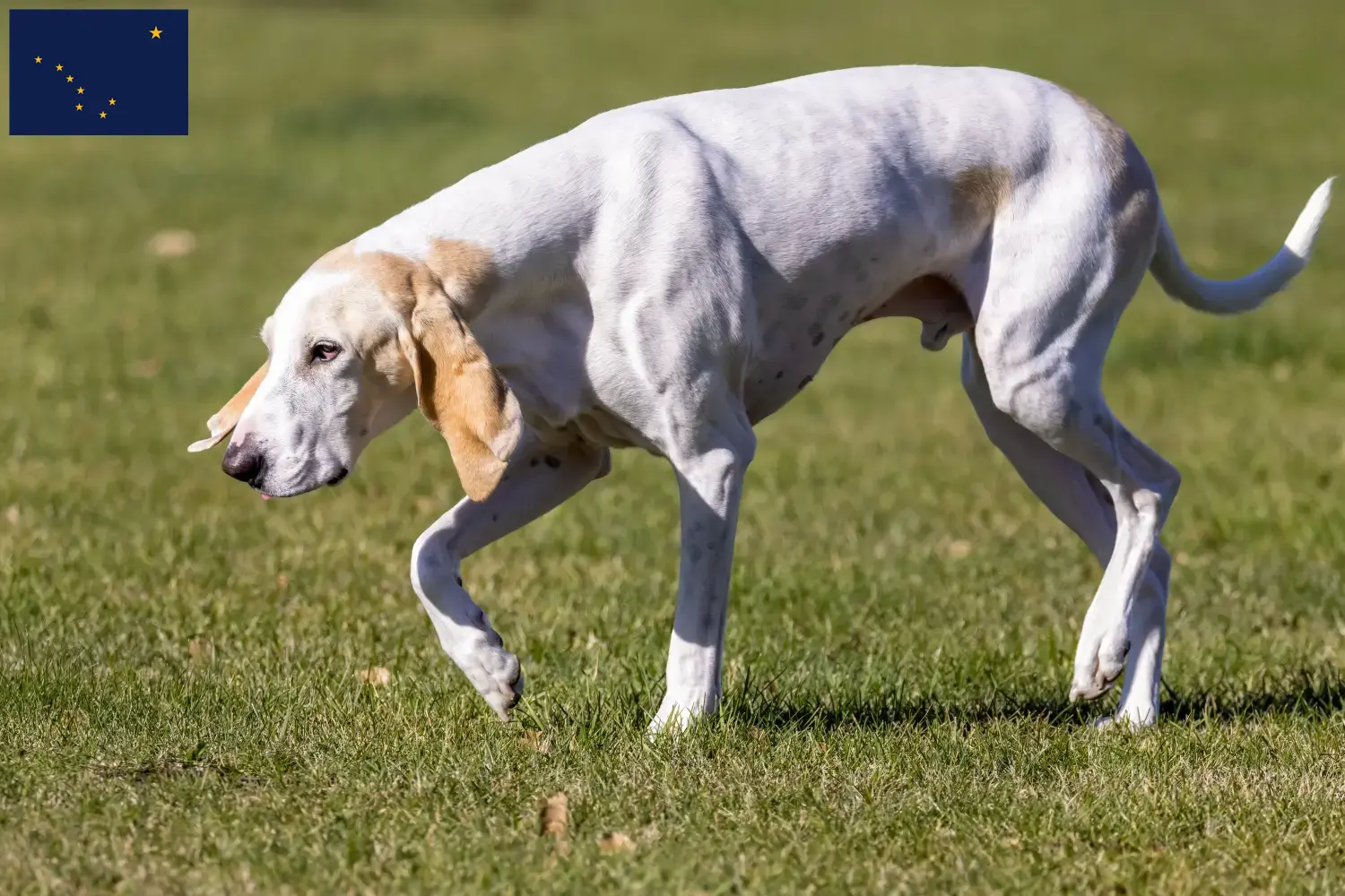 Read more about the article Porcelaine breeders and puppies in Alaska